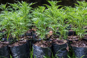 Close up Young plant growing over green background and morning sunlight environment