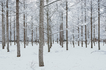 雪の森林、冬の風景。