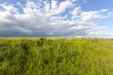Obraz premium hill with lupine