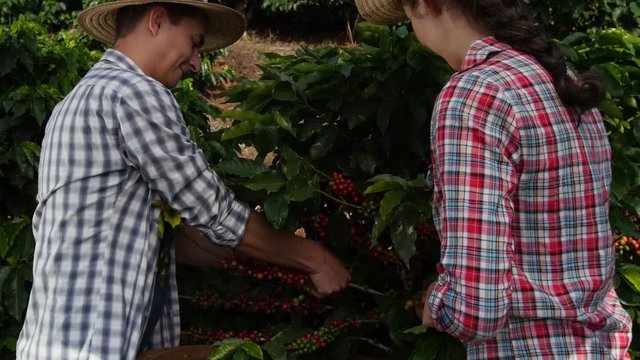 Workers collecting coffee plants