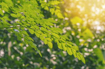 Moringa