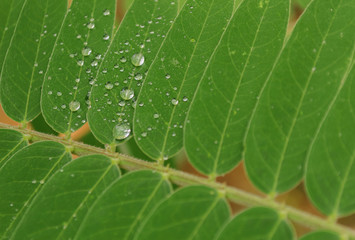 Water droplets
