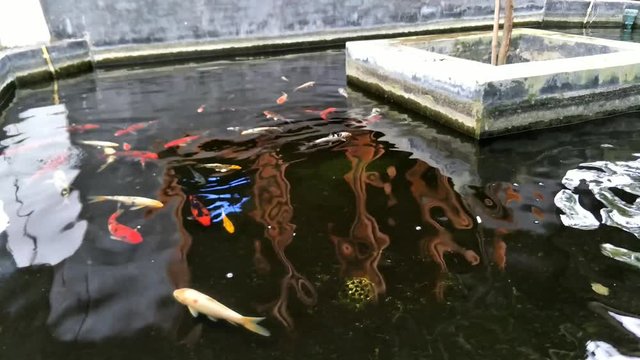 Japanese Koi Carp swimming in the water pond 