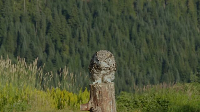 Great Horned Owl filmed in slow-motion