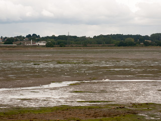 single white mute swan in far off stream in estuary