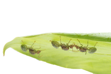 Red ant queen on green background