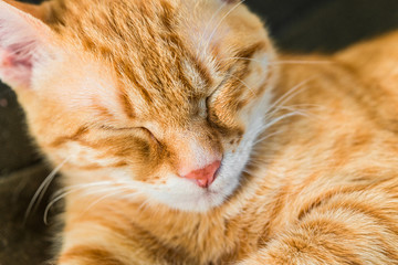 Cute orange tabby kitty cat sleeping
