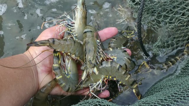 Harvesting alive tiger prawns from commercial prawn farm
