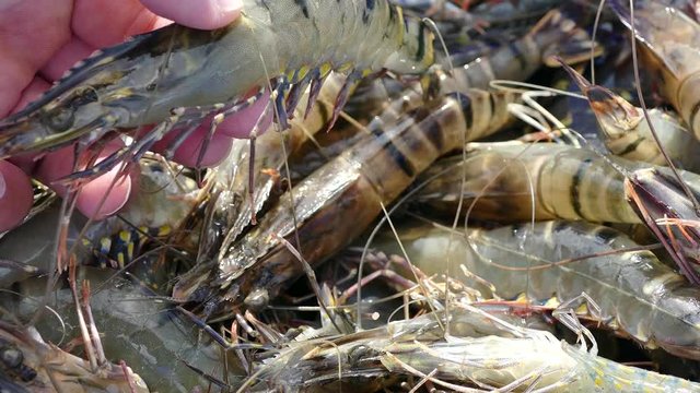 Harvesting alive tiger prawns from commercial prawn farm
