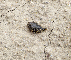 small leech crawls over bare soil in search of moisture.