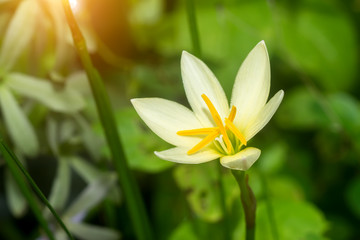 Fototapeta na wymiar Beautiful rain lily flower. Zephyranthes Lily