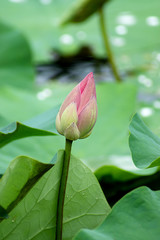 Beautiful pink lotus flower