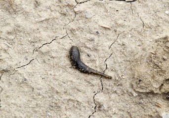 small leech crawls over bare soil in search of moisture.