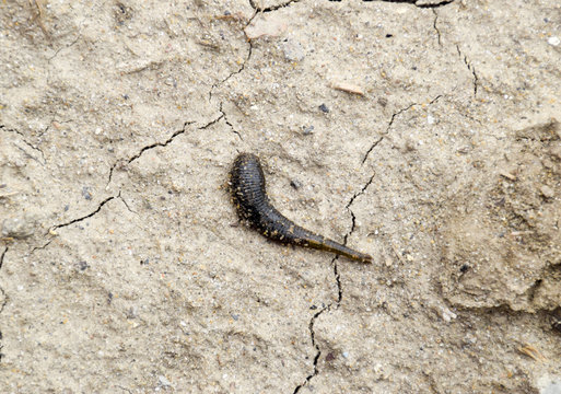 small leech crawls over bare soil in search of moisture.