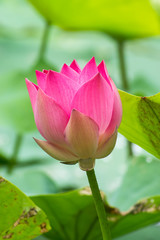 Beautiful pink lotus flower