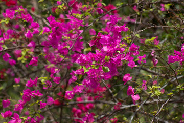 Fototapeta premium Dark pink of Bougainvillea flower.