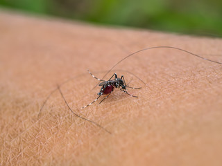 Mosquitoes are sucking blood
