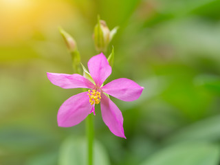 Pink flower of Talinum paniculatum plant.