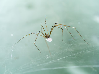 House spider long legs with eggs.
