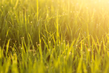 Fresh green leaves of rice plant with drop dew and light.