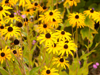 background of yellow garden Rudbeckia Goldsturm uk