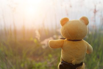 Yellow bear with flower grass in the sunset.