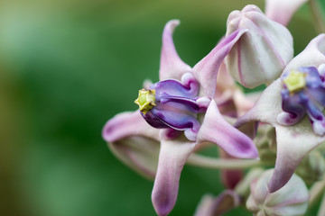 Close up of Violet Crown flower.