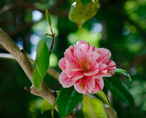 Beautiful red flower of Japanese Camellia