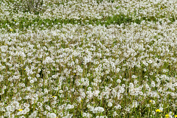 Dandelion field