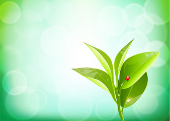 Fototapeta na wymiar Organic tea leavess
