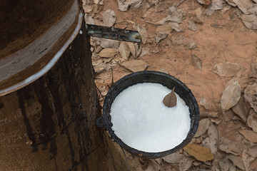 Rubber Latex of rubber trees.