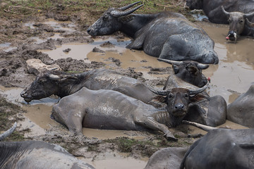 Water buffalo in the area of Wildlife