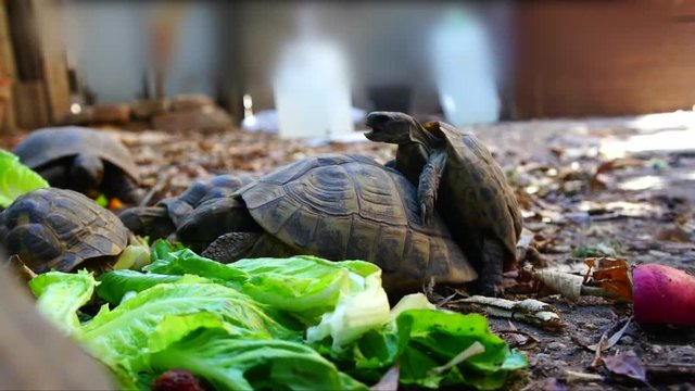 RARE Earth turtle make love in nature