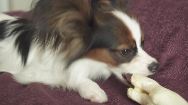 Papillon Continental Toy Spaniel puppy gnaws dried leg of mutton stock footage video