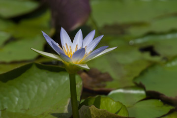 waterlily flower.
