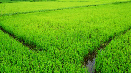 Obraz na płótnie Canvas Rice paddy fields 