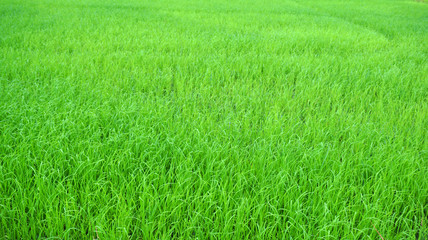 Fototapeta na wymiar Rice paddy fields 