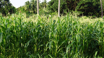 Close up corn fields 