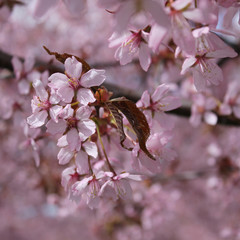 Cherry blossom