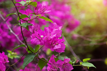 Dark pink of Bougainvillea flower.