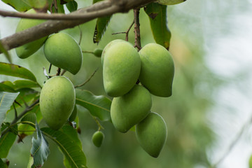 Green mango on tree.