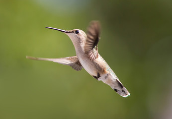 Female Ruby-Throated Hummingbird