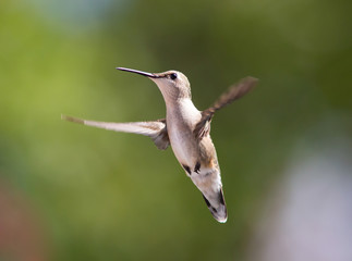 Female Ruby-Throated Hummingbird