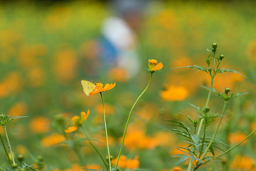 キバナコスモス