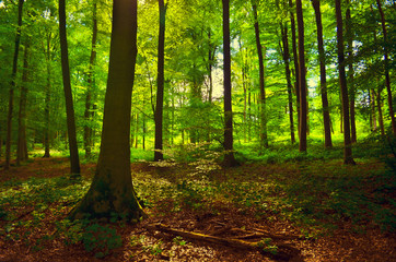 Bright green forest natural walkway in sunny day light. Sunshine woods trees. Sun through vivid green forest. Outdoor peaceful forest trees with sunlight. Green summer forest landscape in warm light
