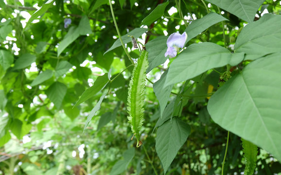 Closed up of the winged bean in the organic farm
