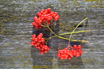 Fresh viburnum red berries on old wooden background