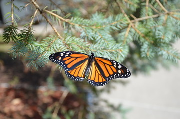 Monarch Majesty 