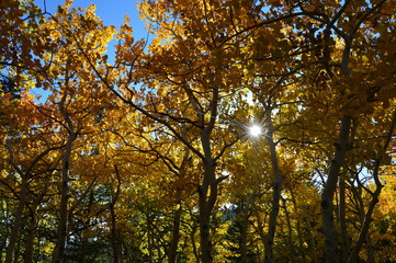 Autumn Sunshine