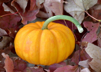 Fall Pumpkin